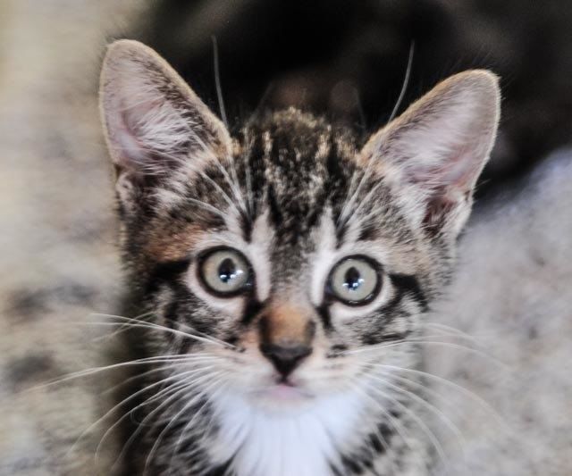 Mimi